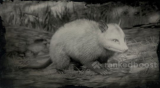 Red Dead Redemption 2 Opossum